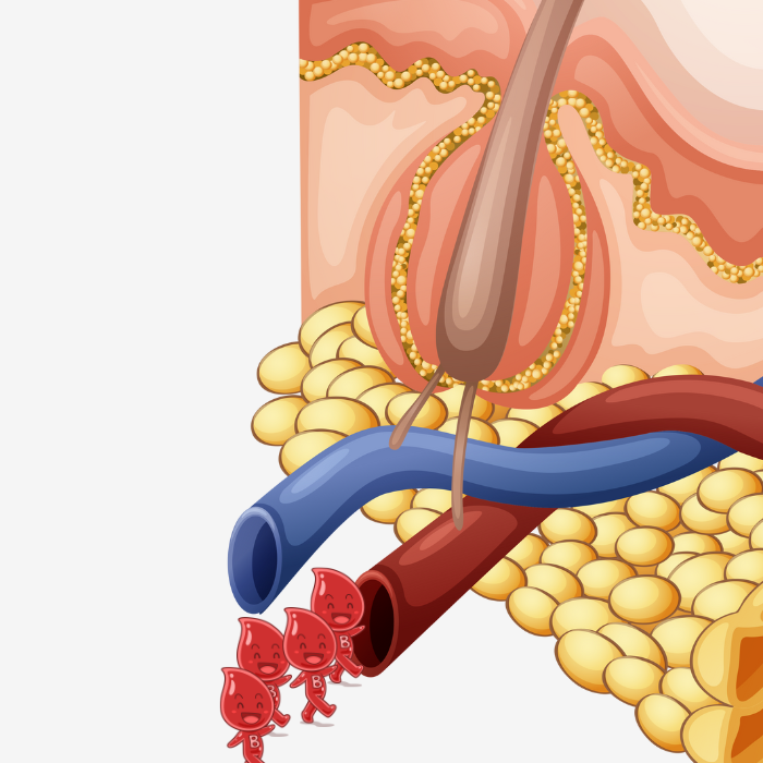 Pentingnya Meningkatkan Aliran Darah ke Folikel Rambut